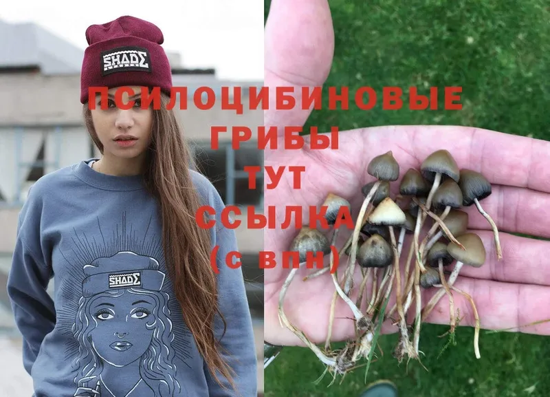 Галлюциногенные грибы Magic Shrooms  где купить   Гусь-Хрустальный 